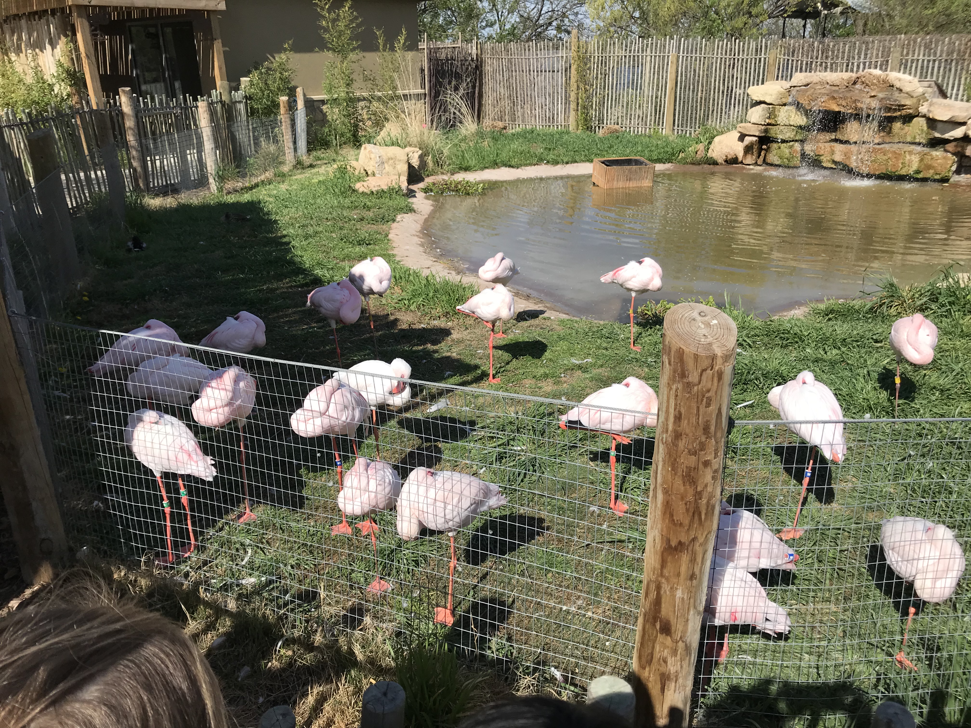 Abilene Zoo 2019 San Angelo Christian Academy